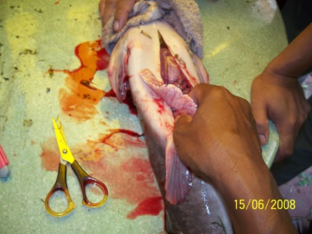 Kursus Ternakan & Pembenihan Ikan Keli « Pembeli ikan 